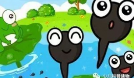 小蝌蚪找妈妈视频,一场寻找妈妈的温馨之旅